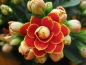 Preview: Kalanchoe gefüllt orange "Geneva"