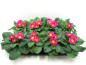 Preview: Primula acaulis Pink-/Rosatöne