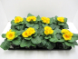 Preview: Primula acaulis Gelbtöne