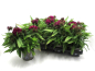 Preview: Dianthus barbatus