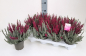 Preview: Calluna "Fluffy Kiss"