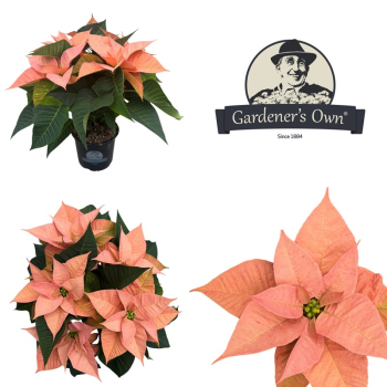 Poinsettia 'Autumn Leaves' apriot