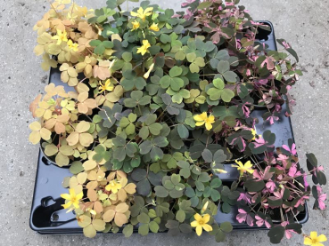Mini Oxalis Mix