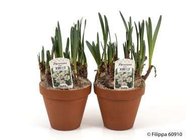 Narcissus Actea Tontopf