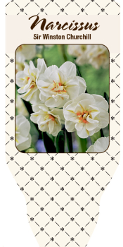 Narcissus  "Winston Churchill"