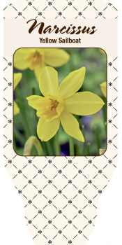 Narcissus  "Yellow Sailboat"