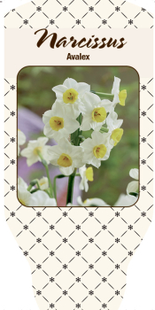 Narcissus  "Avalex"