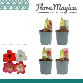 Hippeastrum 2 Knospen Mix