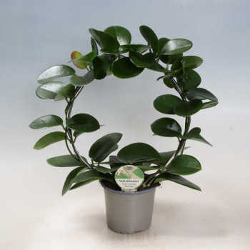 Hoya carnosa Bogen