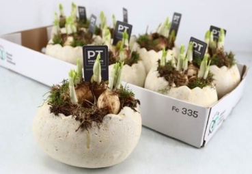 Narzissen in Ei liegend