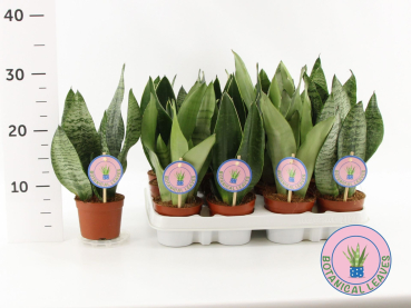 Sansevieria trifa. Mix