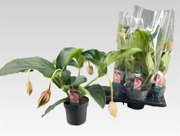 Medinilla magnifica