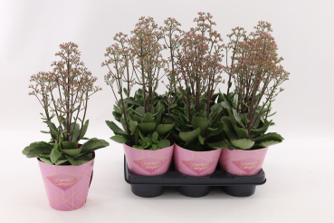 Kalanchoe "Canyon"