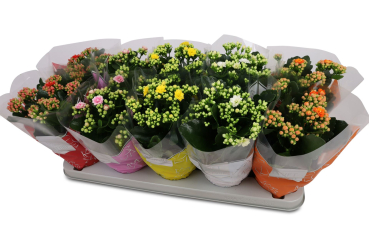 Kalanchoe  gefüllt Mix