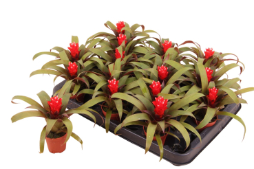 Mini Guzmania 'Priscilla'