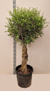 Olea europaea Stamm