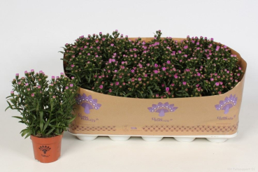 Aster nb. 'Showmakers' rosa