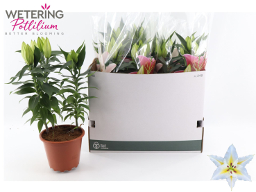 Lilium ori. weiß