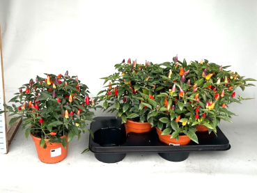 Capsicum annuum 'Acapulco'