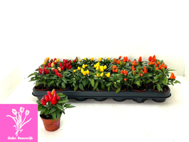 Mini Capsicum Mix