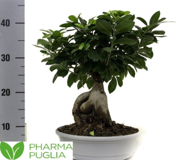 Ficus Microcarpa 'Ginseng