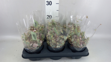 Ceropegia woodii 'Variegata'