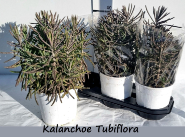 Kalanchoe tubiflora