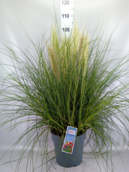 Cortaderia Sell. 'Tiny Pampa'