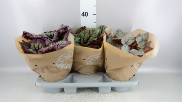 Begonia Rex 'Beleaf-Mix