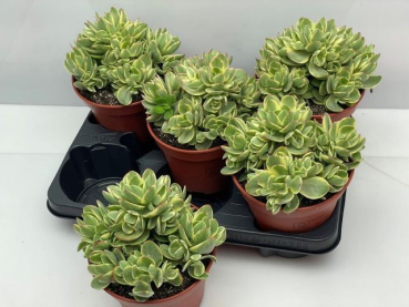 Crassula