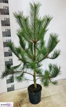 Pinus Nigra Subsp.