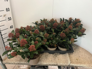 Skimmia Jap. 'Rubella'
