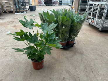 Fatsia Japonica