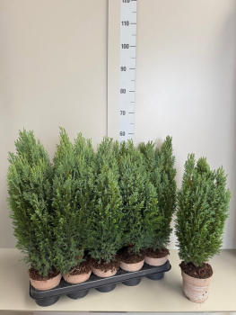 Chamaecyparis laws. 'Ellwoodii'