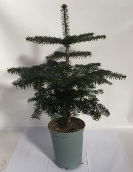 Abies normannia