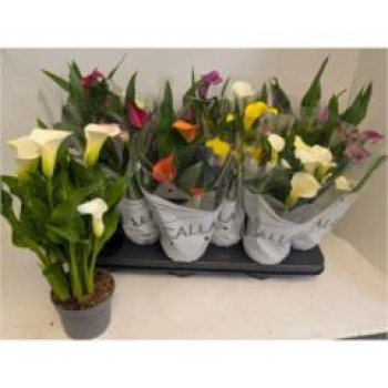 Calla Mix