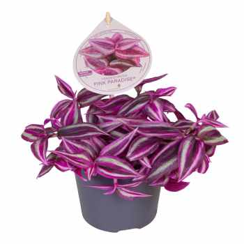 Tradescantia zebr. 'Pink Paradise'