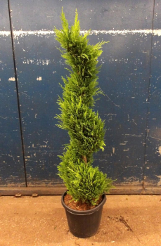 Cupressus Spirale