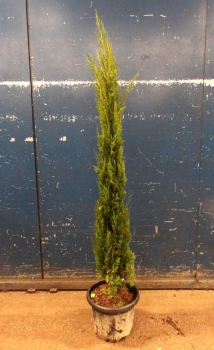 Cupressus sempervirens