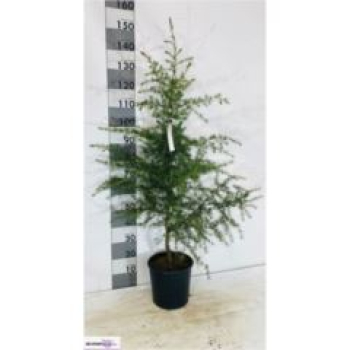 Cedrus deodara