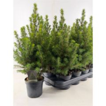 Picea glauca 'Perfecta'