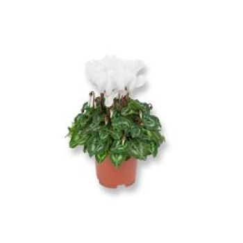 Cyclamen midi weiß