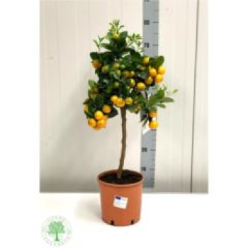 Calamondin Stamm