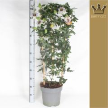 Passiflora caerulea Spalier