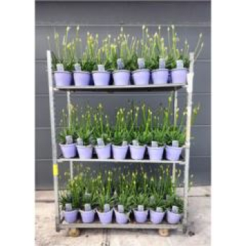 Agapanthus 'Crystal Line'