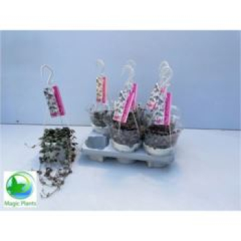 Ceropegia woodii Ampel