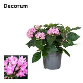 Pentas lanceolata 'Starclust Rose'