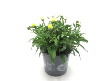 Leucanthemum Kübel