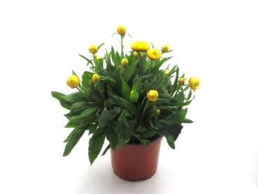 Bracteantha Kübel