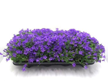 Campanula porten. "Ocean"